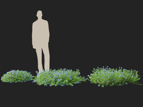 HighpolyLowPoly lithodora diffusa - Gromwell 3D Model