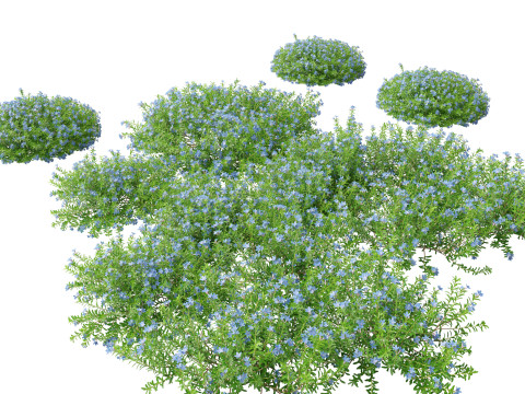 HighpolyLowPoly lithodora diffusa - Gromwell 3D Model