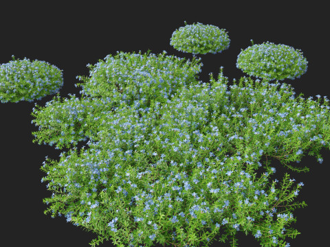 HighpolyLowPoly lithodora diffusa - Gromwell 3D Model