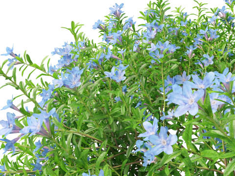 HighpolyLowPoly lithodora diffusa - Gromwell 3D Model