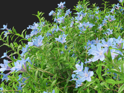 HighpolyLowPoly lithodora diffusa - Gromwell 3D Model