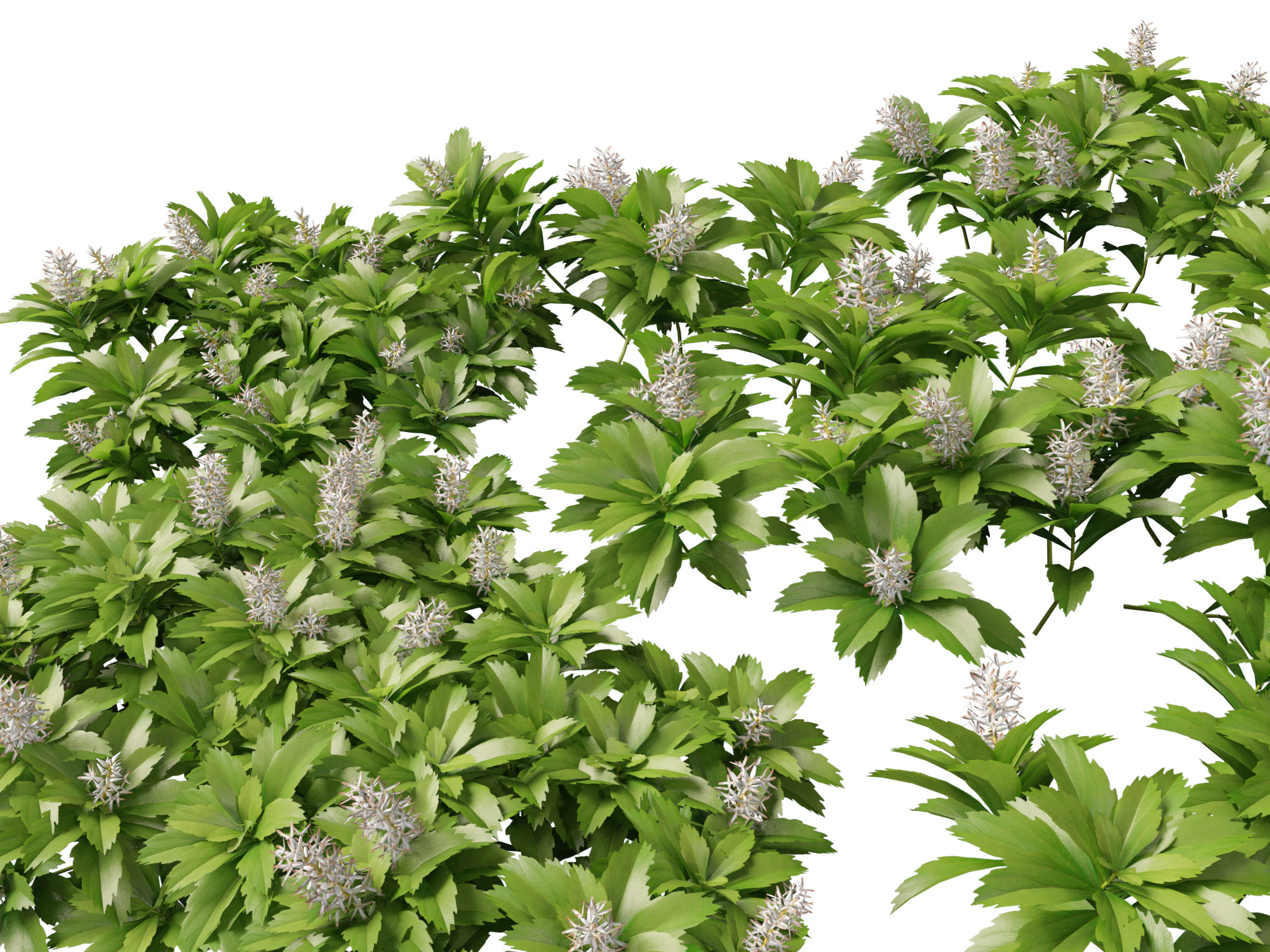 HighpolyLow Poly Pachysandra terminalis - Spurge Japon&ecirc;s Modelo 3D .c4d .max .obj .3ds .fbx .stl .blend 