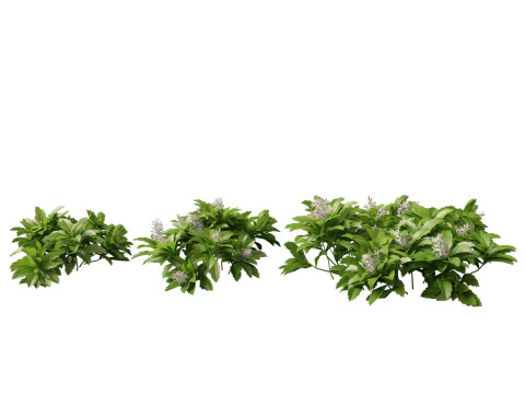 HighpolyLow Poly Pachysandra terminalis - Spurge Japon&ecirc;s Modelo 3D