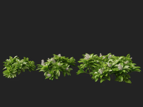 HighpolyLow Poly Pachysandra terminalis - Spurge Japon&ecirc;s Modelo 3D