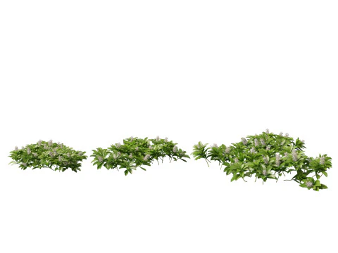 HighpolyLow Poly Pachysandra terminalis - Spurge Japon&ecirc;s Modelo 3D