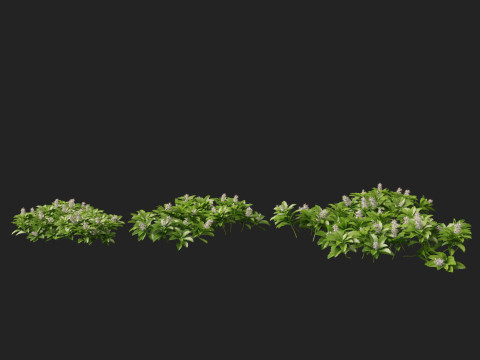 HighpolyLow Poly Pachysandra terminalis - Japanese Spurge Modèle 3D