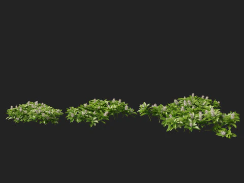 HighpolyLow Poly Pachysandra terminalis - Spurge Japon&ecirc;s Modelo 3D