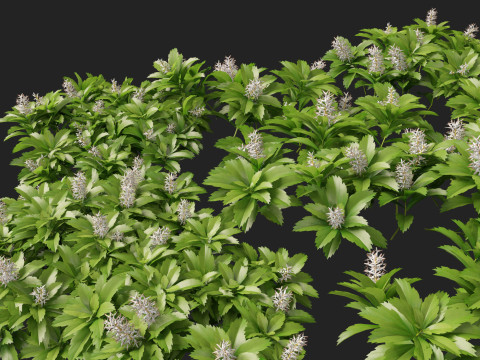 HighpolyLow Poly Pachysandra terminalis - Japanese Spurge Modèle 3D