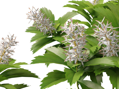 HighpolyLow Poly Pachysandra terminalis - Japanese Spurge Modèle 3D