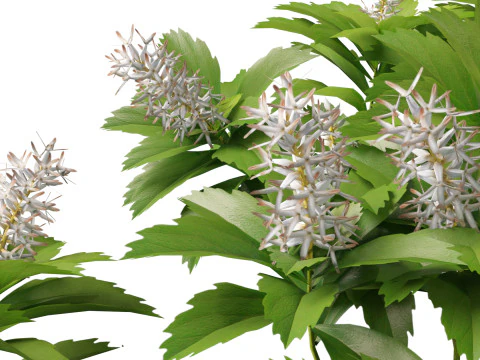 HighpolyLow Poly Pachysandra terminalis - Spurge Japon&ecirc;s Modelo 3D