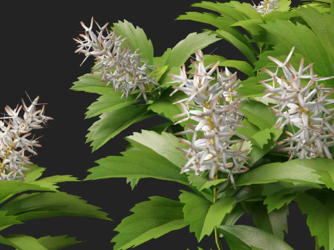 HighpolyLow Poly Pachysandra terminalis - Spurge Japon&ecirc;s Modelo 3D