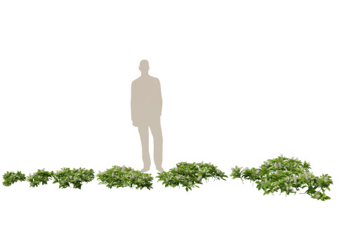 HighpolyLow Poly Pachysandra terminalis - Japanese Spurge Modèle 3D