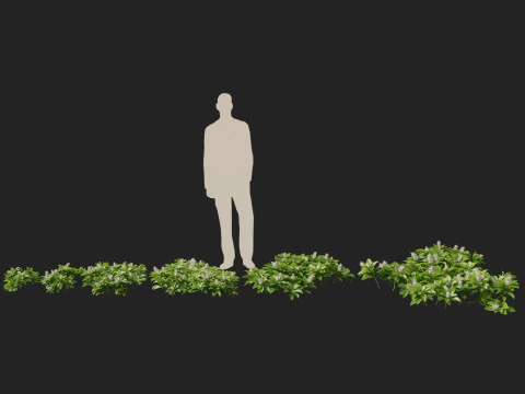 HighpolyLow Poly Pachysandra terminalis - Spurge Japon&ecirc;s Modelo 3D