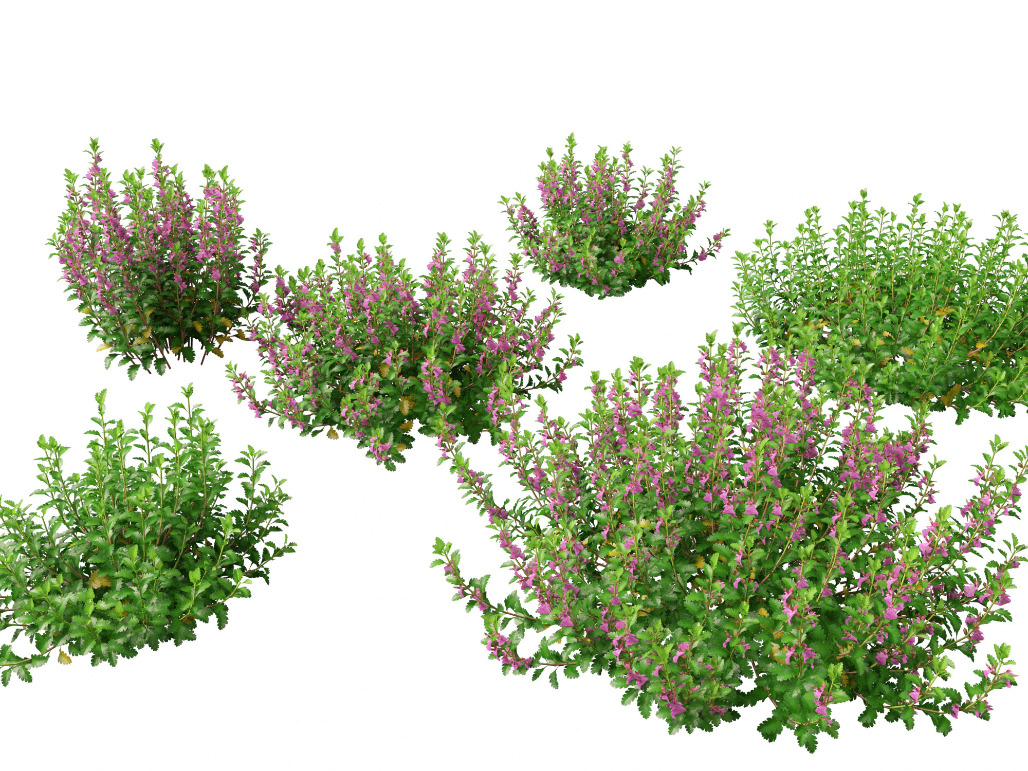 HighpolyLow Poly Teucrium chamaedrys - camedrio da parete Modello 3D .c4d .max .obj .3ds .fbx .stl .blend 