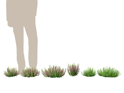 HighpolyLow Poly Teucrium chamaedrys - wall germander 3Dモデル