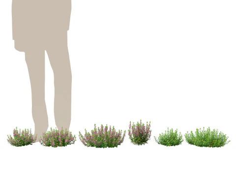 HighpolyLow Poly Teucrium chamaedrys - camedrio da parete Modello 3D