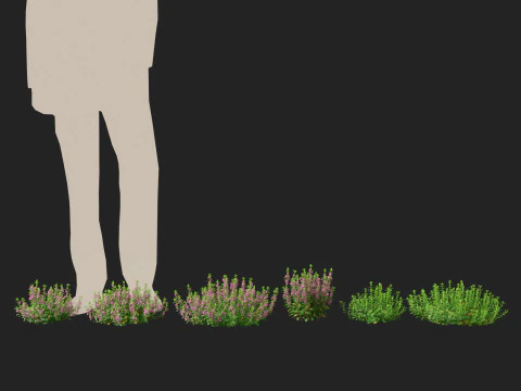 HighpolyLow Poly Teucrium chamaedrys - camedrio da parete Modello 3D