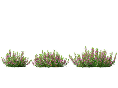 HighpolyLow Poly Teucrium chamaedrys - wall germander 3Dモデル