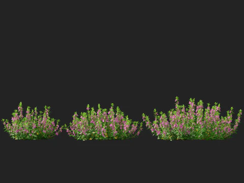 HighpolyLow Poly Teucrium chamaedrys - camedrio da parete Modello 3D