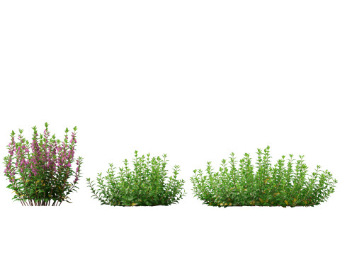 HighpolyLow Poly Teucrium chamaedrys - wall germander 3Dモデル