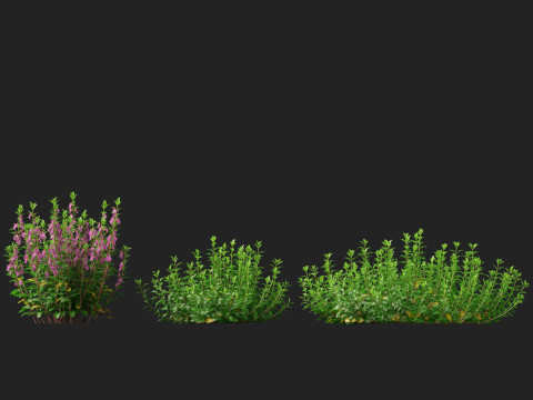HighpolyLow Poly Teucrium chamaedrys - wall germander 3Dモデル