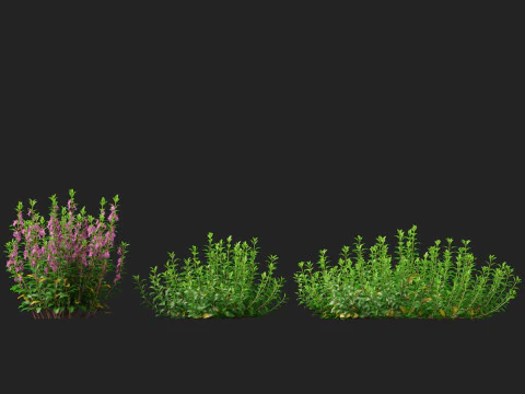 HighpolyLow Poly Teucrium chamaedrys - camedrio da parete Modello 3D