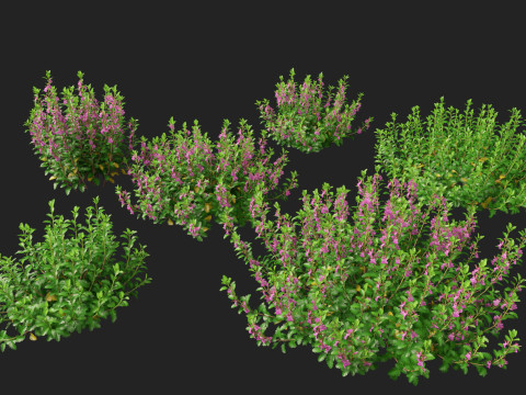 HighpolyLow Poly Teucrium chamaedrys - wall germander 3Dモデル