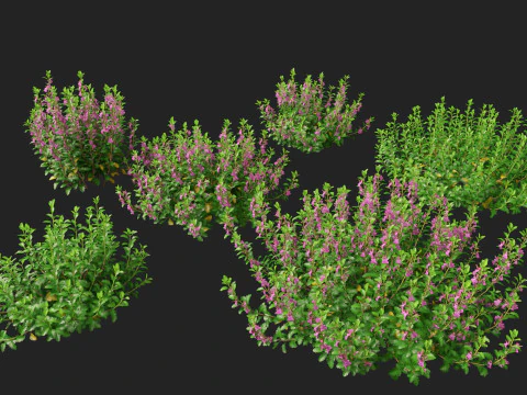 HighpolyLow Poly Teucrium chamaedrys - camedrio da parete Modello 3D