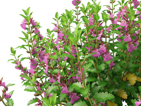 HighpolyLow Poly Teucrium chamaedrys - camedrio da parete Modello 3D