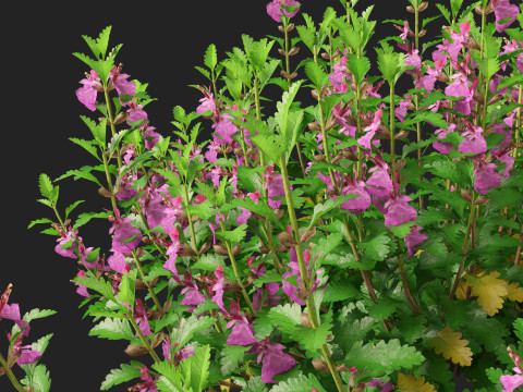 HighpolyLow Poly Teucrium chamaedrys - wall germander 3Dモデル