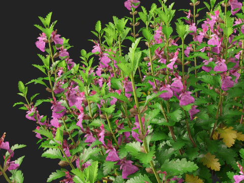 HighpolyLow Poly Teucrium chamaedrys - camedrio da parete Modello 3D