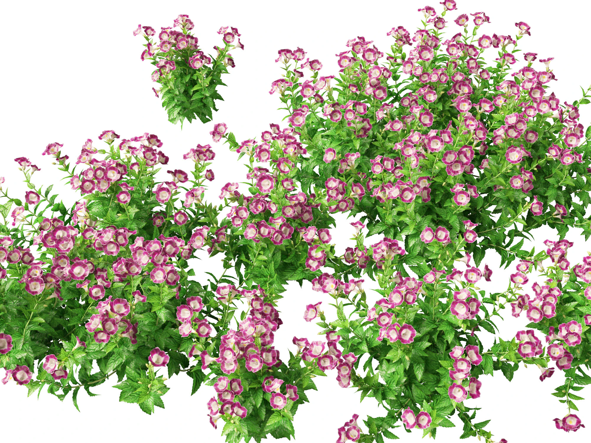 HighpolyLow Poly Teucrium chamaedrys - camedrio da parete Modello 3D .c4d .max .obj .3ds .fbx .stl .blend 