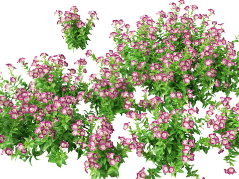 HighpolyLow Poly Teucrium chamaedrys - wall germander 3D Модель