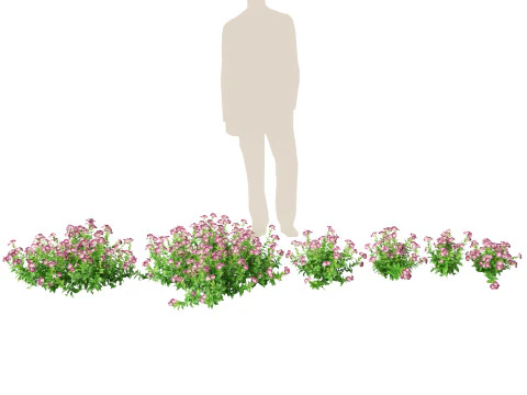 HighpolyLow Poly Teucrium chamaedrys - camedrio da parete Modello 3D