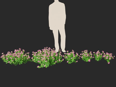 HighpolyLow Poly Teucrium chamaedrys - camedrio da parete Modello 3D