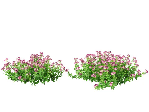 HighpolyLow Poly Teucrium chamaedrys - camedrio da parete Modello 3D