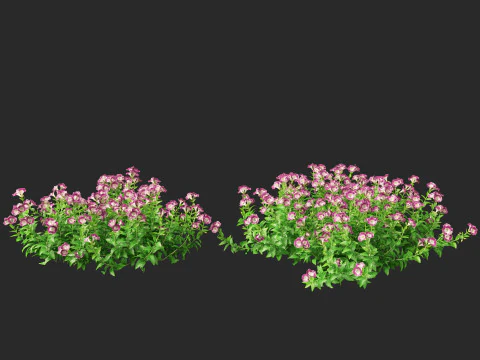 HighpolyLow Poly Teucrium chamaedrys - camedrio da parete Modello 3D