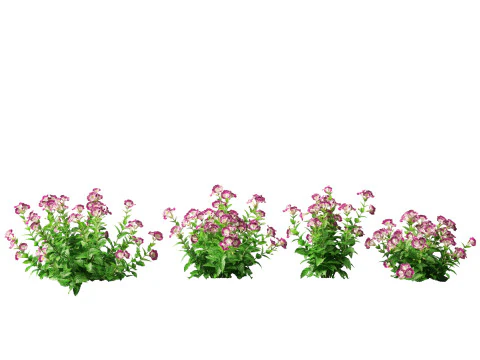 HighpolyLow Poly Teucrium chamaedrys - camedrio da parete Modello 3D