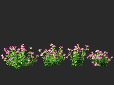 HighpolyLow Poly Teucrium chamaedrys - camedrio da parete Modello 3D