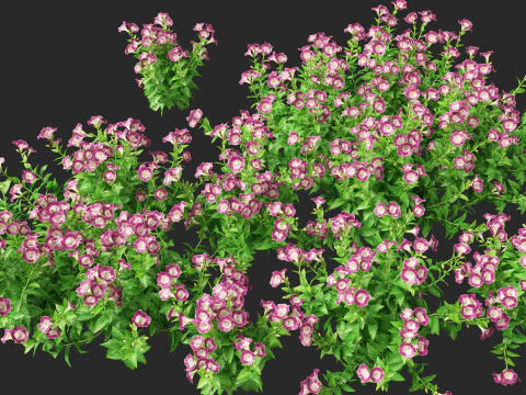 HighpolyLow Poly Teucrium chamaedrys - camedrio da parete Modello 3D