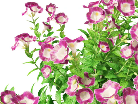 HighpolyLow Poly Teucrium chamaedrys - camedrio da parete Modello 3D