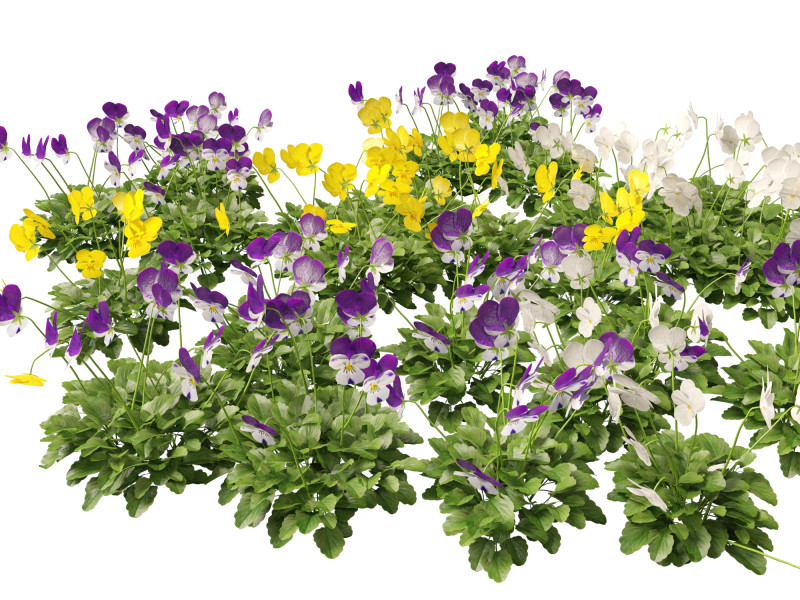 HighpolyLow Poly Viola cornuta - horned violet 3D Model .c4d .max .obj .3ds .fbx .stl .blend