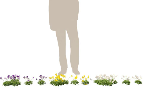 HighpolyLow Poly Viola cornuta - rogaty fiolet Model 3D