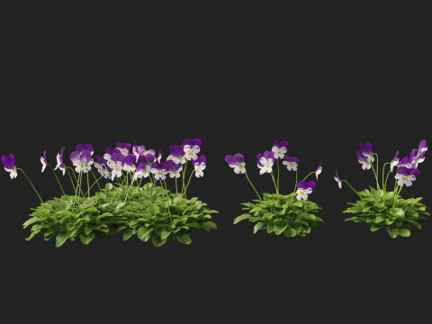 HighpolyLow Poly Viola cornuta - horned violet 3D Model