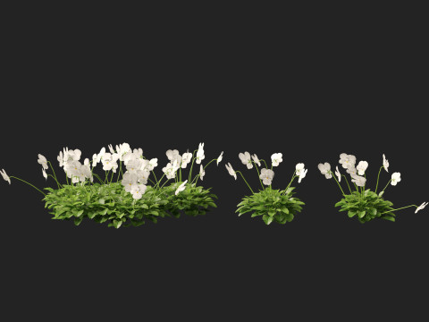 HighpolyLow Poly Viola cornuta - horned violet 3D Model