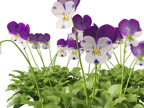 HighpolyLow Poly Viola cornuta - horned violet 3D Model