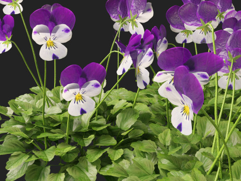HighpolyLow Poly Viola cornuta - horned violet 3D Model