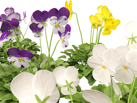 HighpolyLow Poly Viola cornuta - horned violet 3D Model