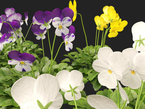 HighpolyLow Poly Viola cornuta - rogaty fiolet Model 3D