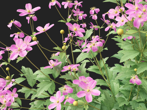 HighpolyLow Poly Anemone hupehensis - Thimbleflower 3D Model